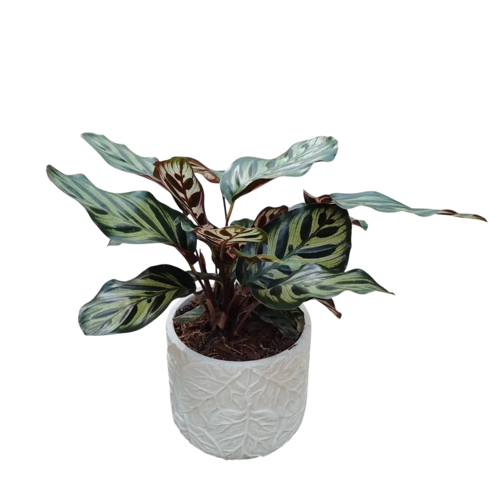 Calathea Makoyana with Pot Autumn Cone White