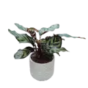 Calathea Makoyana with Pot Autumn Cone White