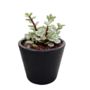 Crassula va. with Pot 11T10 Black