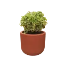 Arelia Variegated 4" with Pot Terracotta Kyna 4"