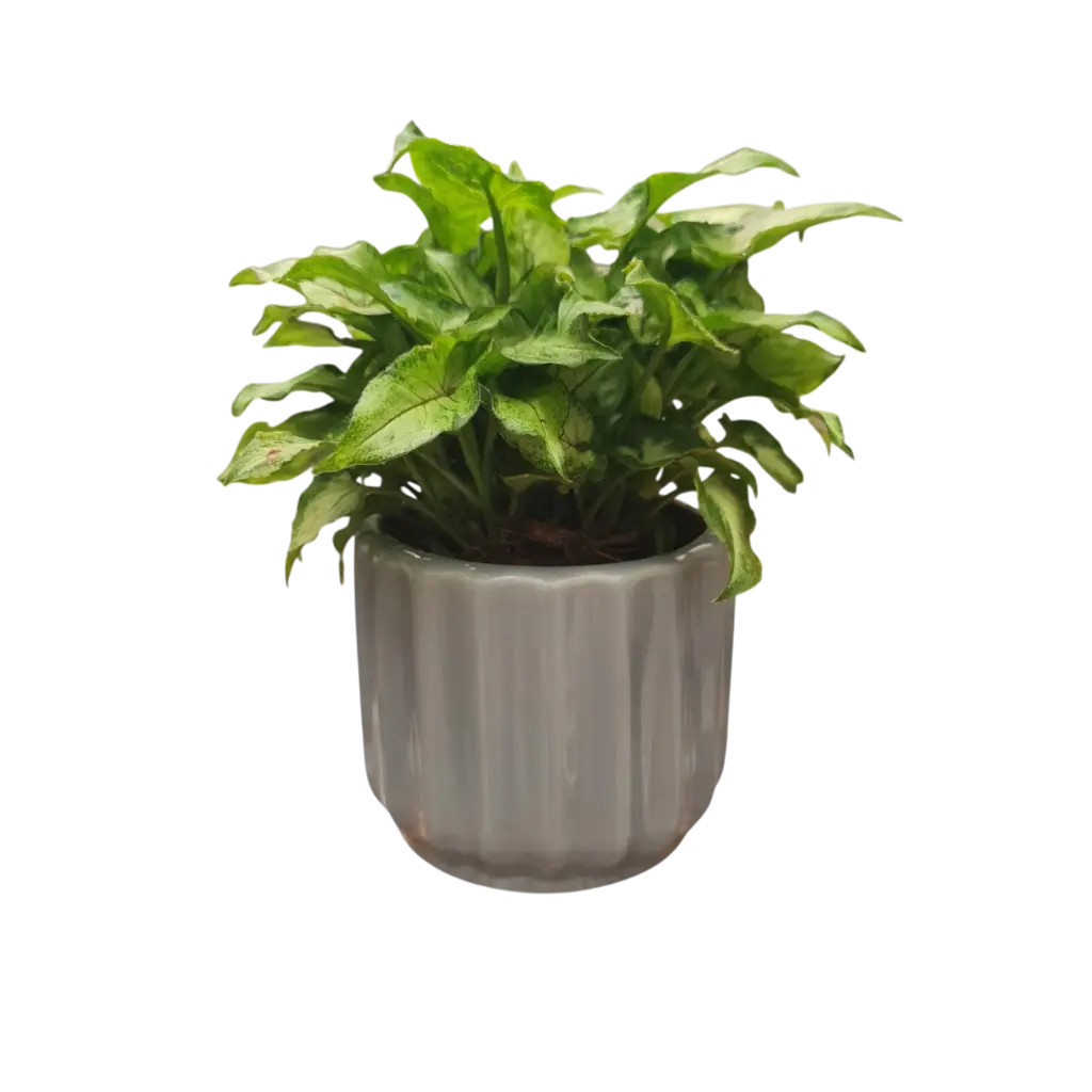 Syngonium roxanne 5" with Pot Norway Grey