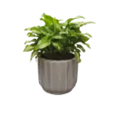 Syngonium roxanne 5" with Pot Norway Grey