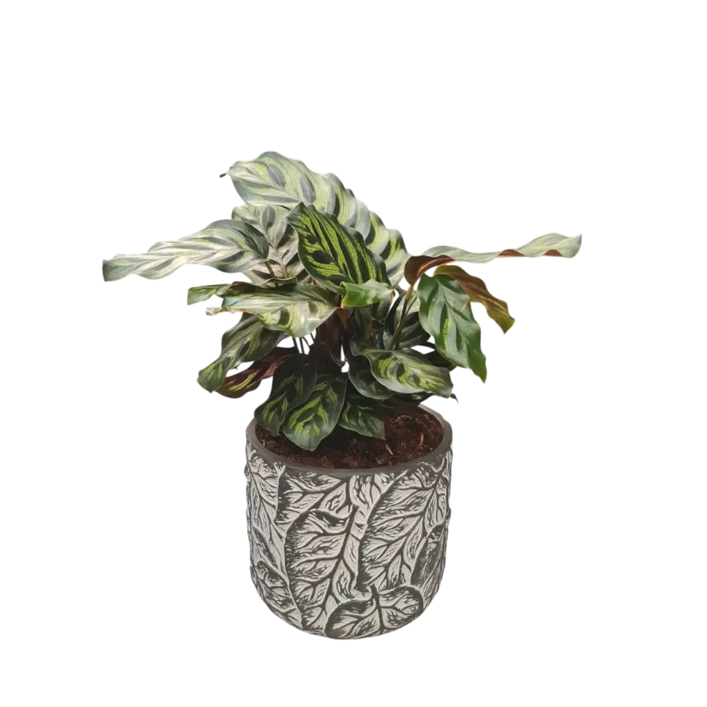 Calathea Makoyana 5" with Pot Aut. cone A584 Black