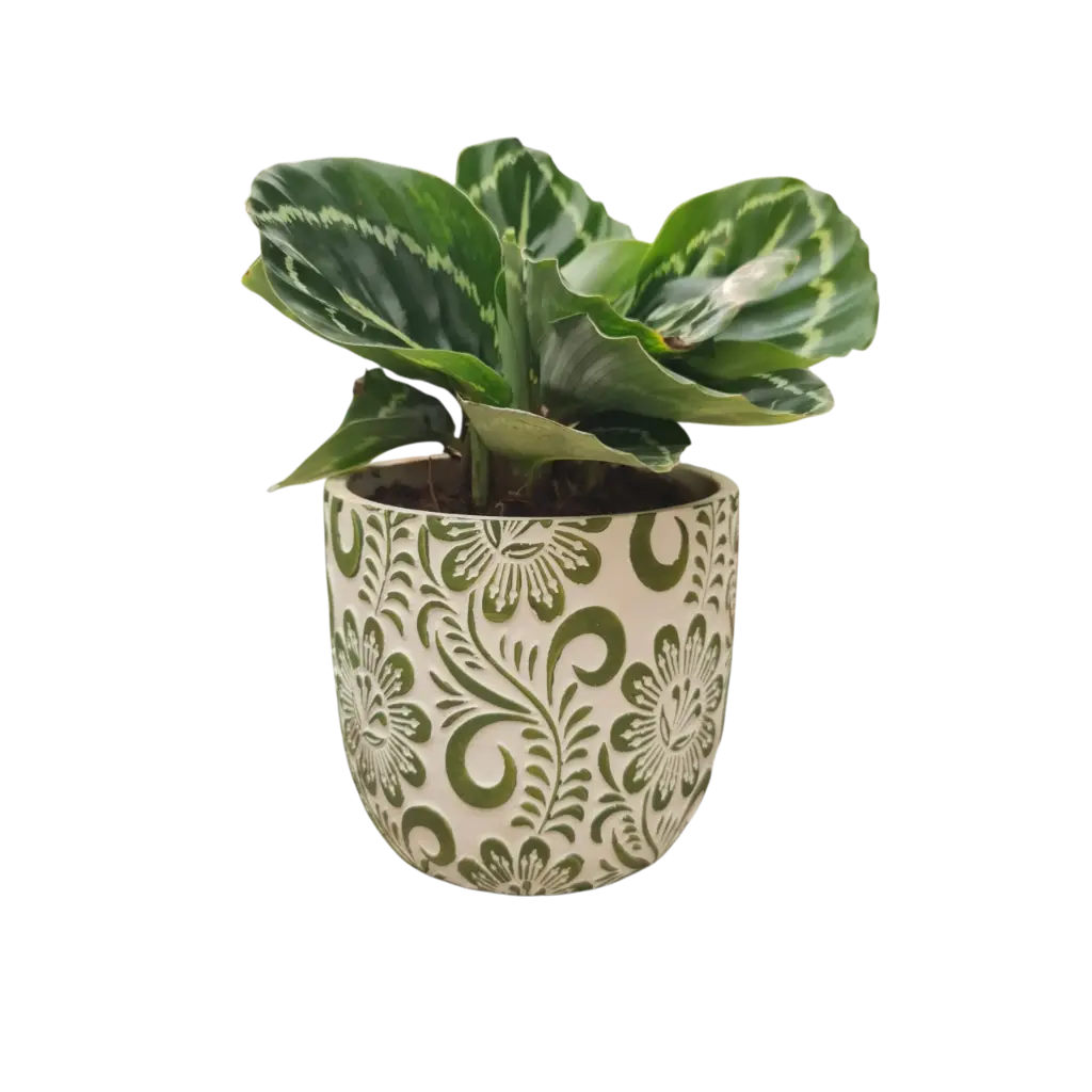 Calathea medallion 5" with Pot Floral A578 Green