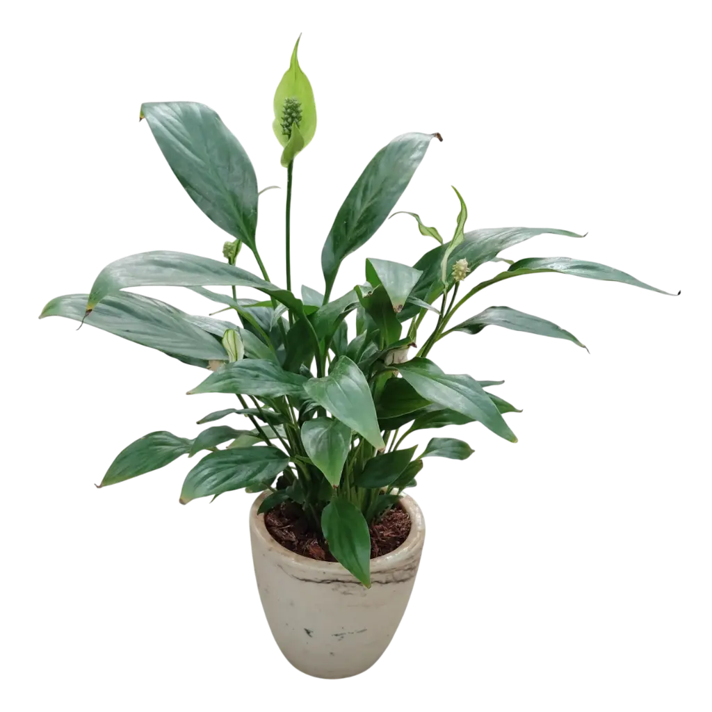 Peace Lily With Pot Ashwani Marble 