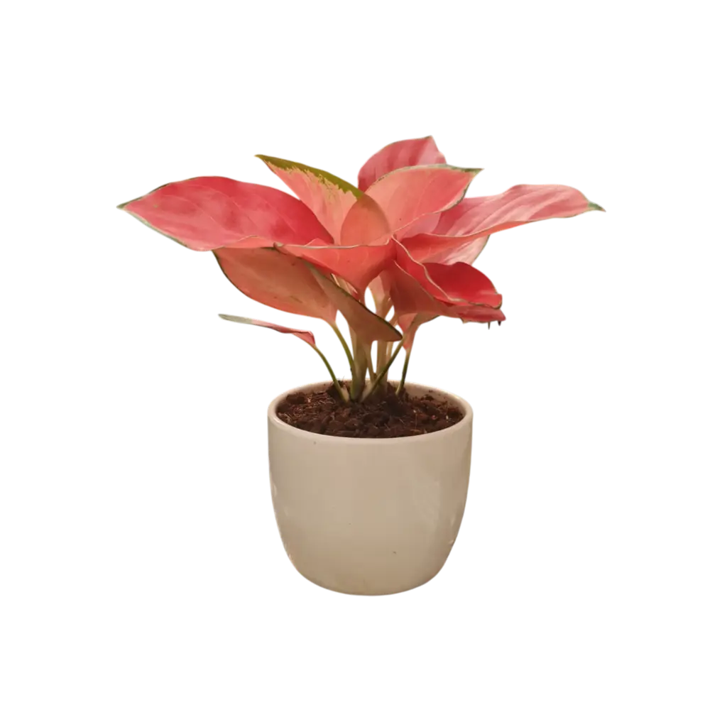 Aglaonema 'Red Vein' 6" with Pot Piyali No.2 White