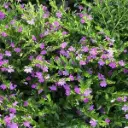 Cuphea hyssopifolia Lavender