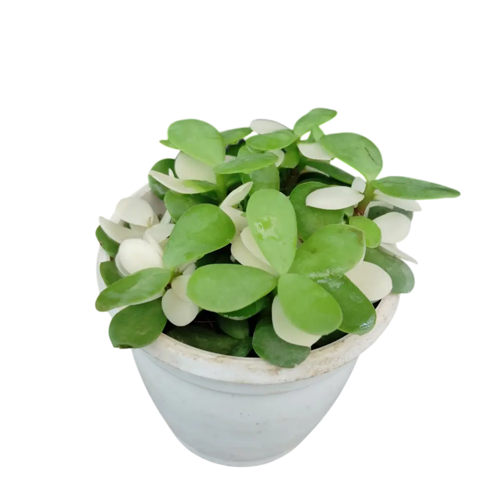 Jade plant, Crassula ovata 'Variegata