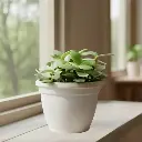 Jade plant, Crassula ovata 'Variegata