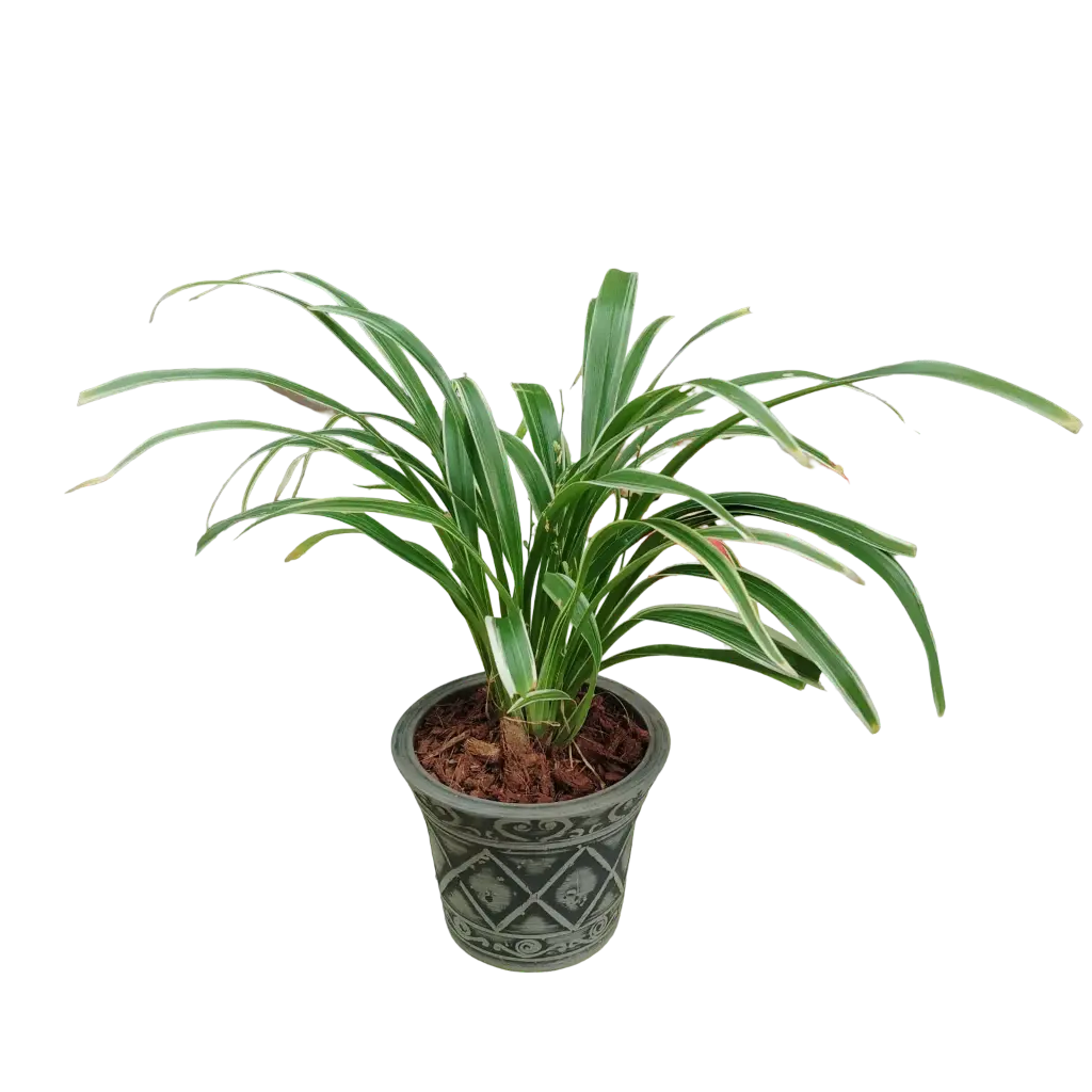 Chlorophytum comosum with Pot Palm Series Charcoal