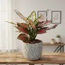 Aglaonema red valentine with Pot Cer. Leaf A580 Grey