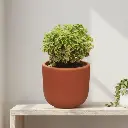 Arelia Variegated 4" with Pot Terracotta Kyna 4"