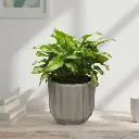 Syngonium roxanne 5" with Pot Norway Grey