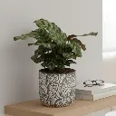 Calathea Makoyana 5" with Pot Aut. cone A584 Black