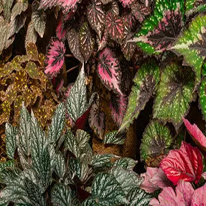 Begonia Rex mix