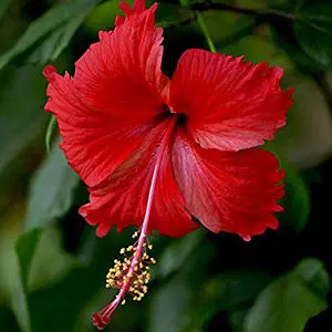 Jaswand Red, Hibiscus rosa sinensis