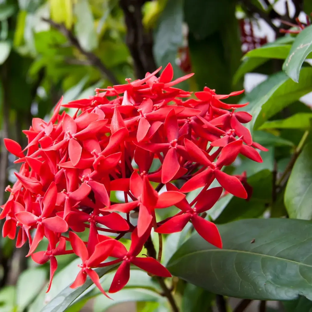 Ixora duffi red