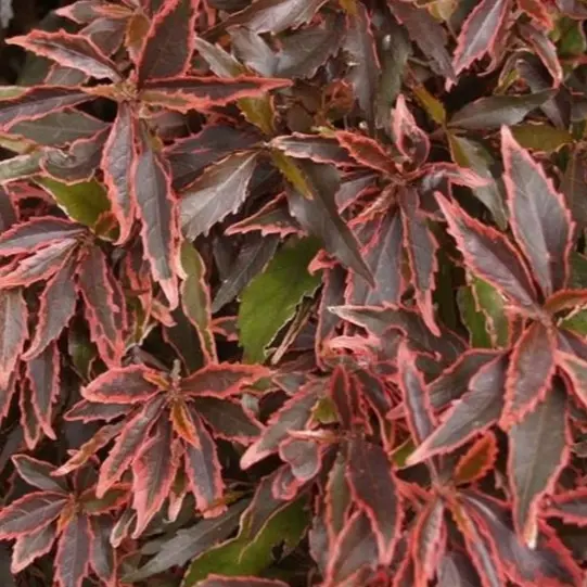 [PLWS ACGO BG 0810 2.9L H015] Acalypha godseffiana (Polybag # 8x10, 2.9L, 6'' ht)