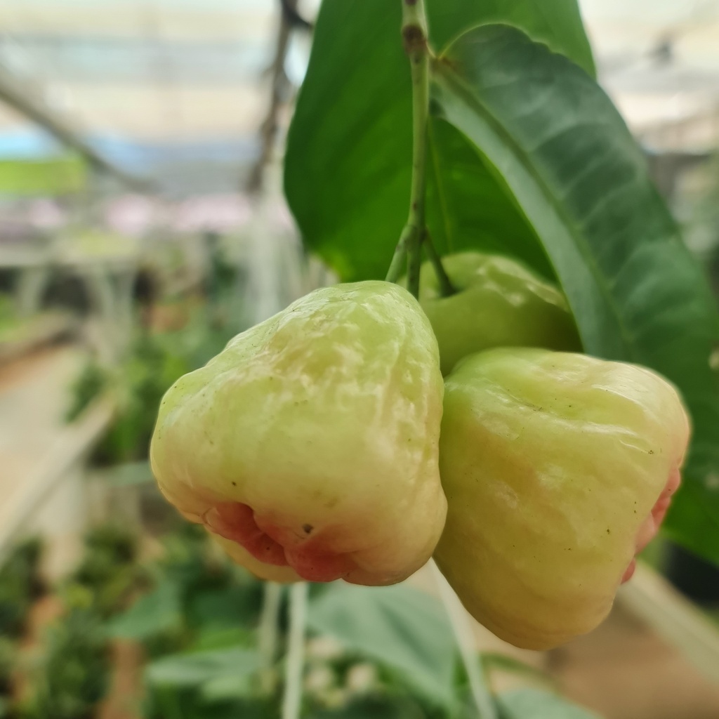 Jam, Syzygium malaccense