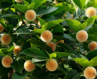 कदंब, निओलामार्किया कदंबा