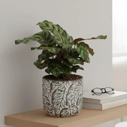 Calathea Makoyana 5" with Pot Aut. cone A584 Black