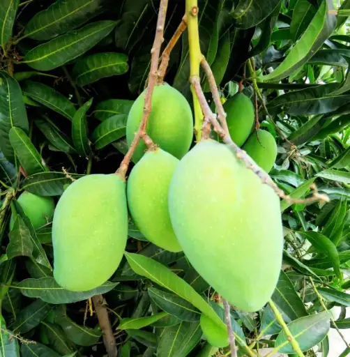 Mango, variety keshar, Mangifera indica cutivator keshar