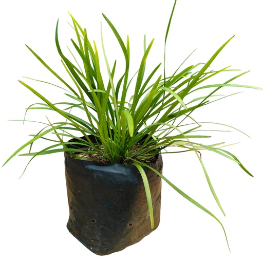 Ribbon grass, Ophiopogon jaburan green